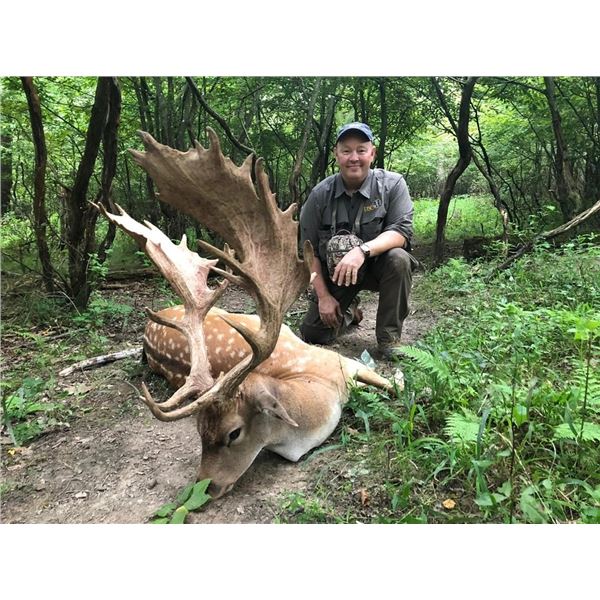 FN HUNT: 5-Day Fallow-Stag Hunt for 2 Hunters and 2 NHs in Hungary OR Austria - Includes Trophy Fees