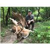 Image 1 : FN HUNT: 5-Day Fallow-Stag Hunt for 2 Hunters and 2 NHs in Hungary OR Austria - Includes Trophy Fees