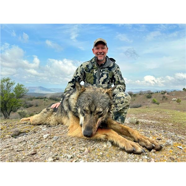 SAFARI INTERNATIONAL: 5-Day  Wolf Hunt for One Hunter and 1 NH in Macedonia - Includes Trophy Fee