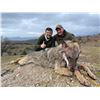 Image 3 : SAFARI INTERNATIONAL: 5-Day  Wolf Hunt for One Hunter and 1 NH in Macedonia - Includes Trophy Fee