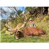 Image 2 : KURANUI: 5-Day Red Stag Hunt for One Hunter and 1 NH  in New Zealand - Includes Trophy Fee
