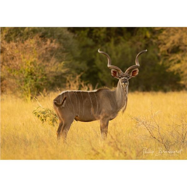 PHILIP BRONKHORST: 10-Day Plains Game Safari for 2 Hunters / 2 NHs in SA - Includes Trophy Credit