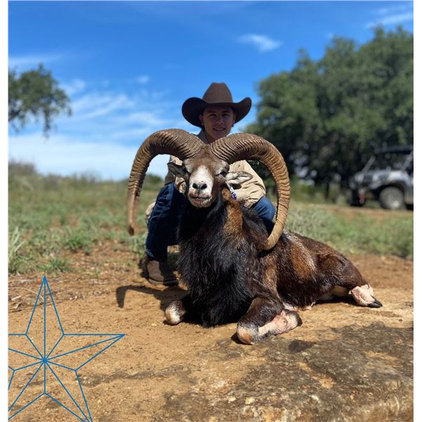 STAR S RANCH: 3-Day Mouflon Hunt for One Hunter and One Non-Hunter in Texas - Includes Trophy Fee