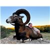 Image 2 : STAR S RANCH: 3-Day Mouflon Hunt for One Hunter and One Non-Hunter in Texas - Includes Trophy Fee