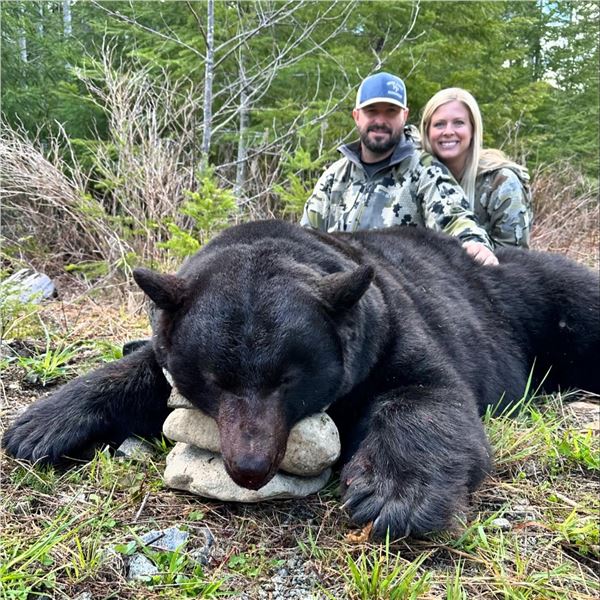 CANADIAN GUIDE: 5-Day Black Bear Hunt for One Hunter and One NH in Canada - Includes Best Bear