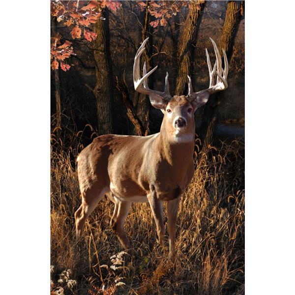 PAT PAULEY: "Golden Glow" - Original Oil Painting