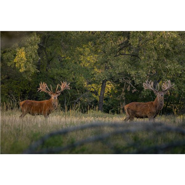 VENATOR USA: 3-Day Red Stag Hunt for Two Hunters in Oklahoma - Includes Trophy Fees