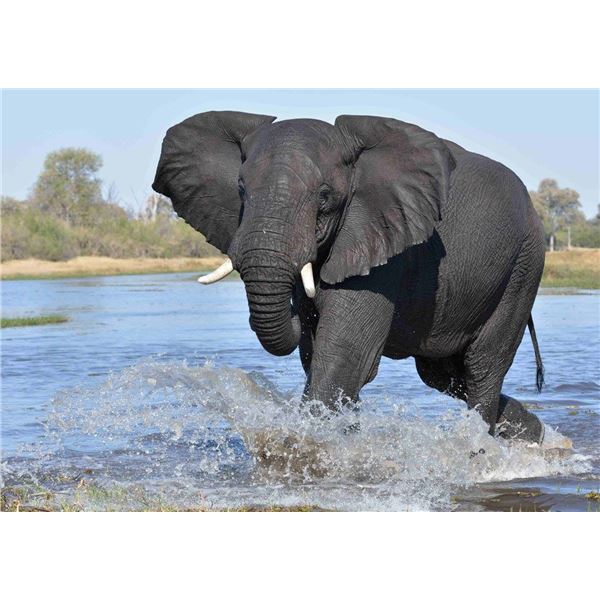 DANDRIDGE SAFARIS: 10-Day Trophy Elephant Hunt for One Hunter in Bostwana - Includes Trophy Fee
