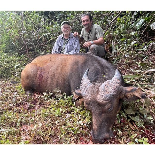CONGO & GABON: 13-Day Dwarf Buffalo & Forest Species Hunt for One Hunter in the Republic of Congo