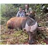 Image 1 : CONGO & GABON: 13-Day Dwarf Buffalo & Forest Species Hunt for One Hunter in the Republic of Congo
