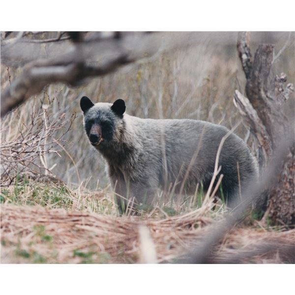 ALSEK RIVER: 7-Day Glacier Bear Hunt for One Hunter in Yakutat, Alaska - Includes Trophy Fee