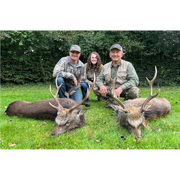 CELTIC FIELD: 3-Day Sika Stag Hunt for One Hunter and One NH in Ireland - Includes Trophy Fee