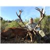 Image 2 : FERNANDO SAIZ: 4-Day/4-Night Iberian Red Deer Hunt for Two Hunters in Spain - Includes Trophy Fees