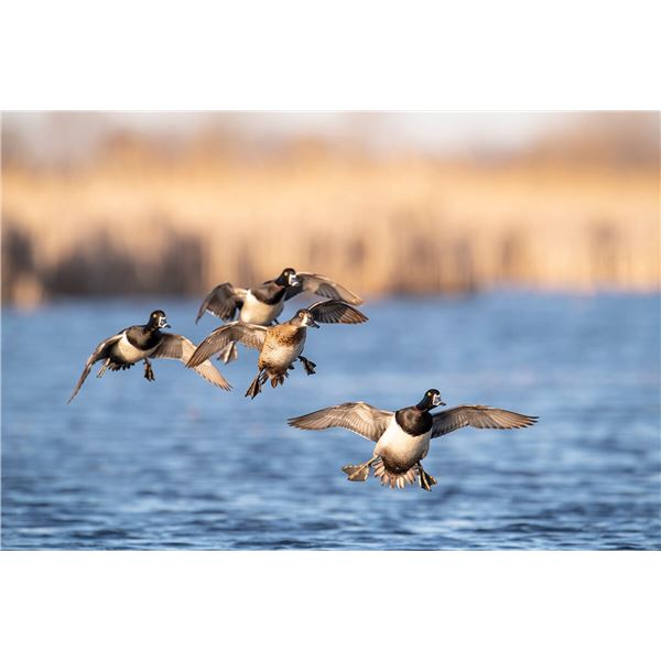 TERRA INCOGNITA: 2-Day Diver Duck Hunt for Two Hunters on Lake Michigan
