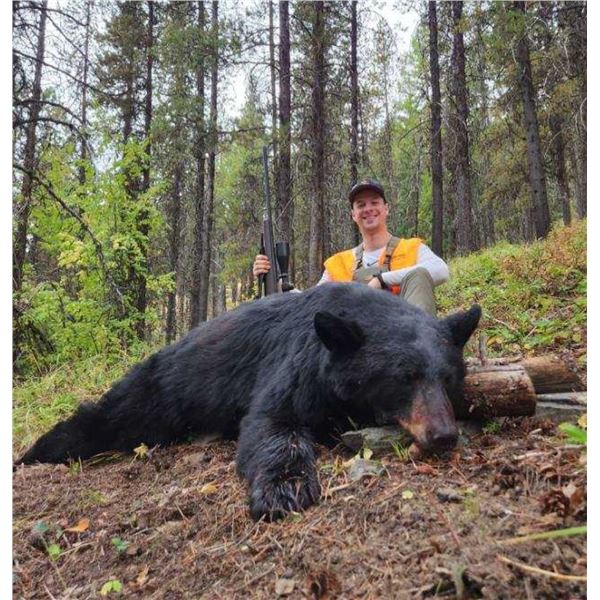 LINEHAN: 5-Day Black Bear Hunt for One Hunter in Montana - Includes Best Available Bear