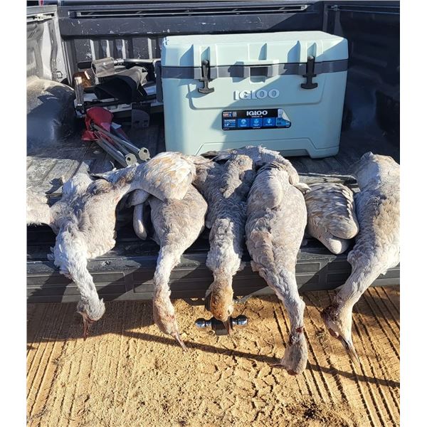 AZ B&B OUTFITTERS: 3-Day/3-Night Sandhill Crane Hunt for Four Hunters in Arizona