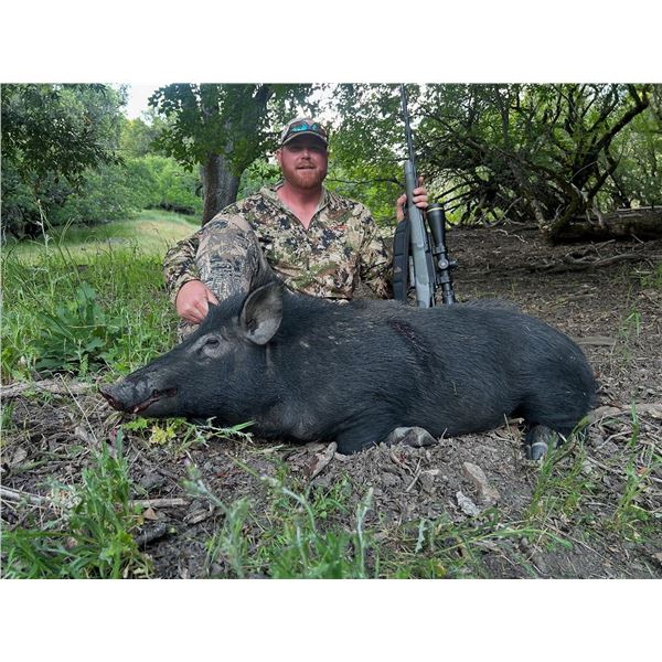 LOCKWOOD: 2-Day Wild Pig Hunt for One Hunter in California - Includes Best Available Pig