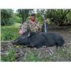 Image 1 : LOCKWOOD: 2-Day Wild Pig Hunt for One Hunter in California - Includes Best Available Pig