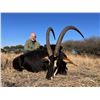 Image 1 : DAVE FREEBURN: 7-Day Plains Game Hunt for Two Hunters in S. Africa - Includes Trophy Credit