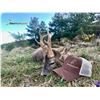 Image 1 : IBEXHUNTSPAIN: 4-Day Roe Deer Hunt for One Hunter in Spain - Includes Trophy Fee
