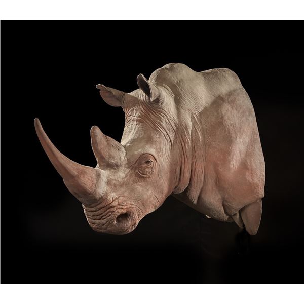 KANATI STUDIO: Rhino Replica Shoulder Mount