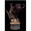 Image 1 : BRUSH COUNTRY: Custom Cape Buffalo Pedestal Mount Taxidermy on Standard Base