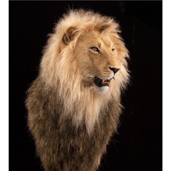 KANATI STUDIO: Lion Replica Shoulder Mount
