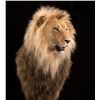 Image 1 : KANATI STUDIO: Lion Replica Shoulder Mount