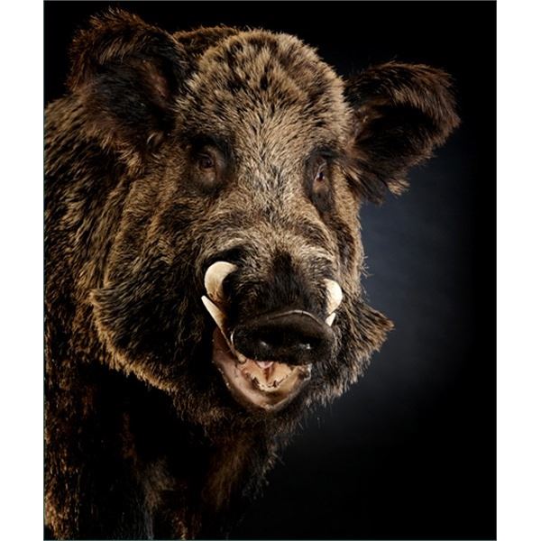 FIRST CLASS TROPHY: Credit Towards Taxidermy Work and Logistics on a European Hunt