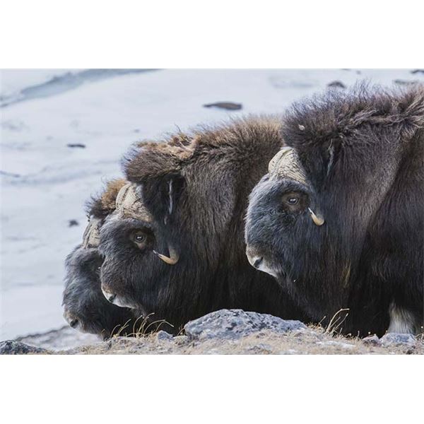 INUIT OUTFITTER: 3-Day Muskox Hunt for One Hunter in Greenland - Includes Trophy Fee