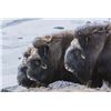 Image 1 : INUIT OUTFITTER: 3-Day Muskox Hunt for One Hunter in Greenland - Includes Trophy Fee