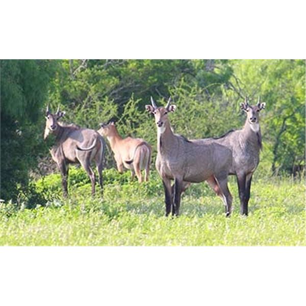 KING RANCH: 1-Day Nilgai Hunt for Two Hunters in Texas - Includes Trophy Fees
