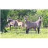 Image 1 : KING RANCH: 1-Day Nilgai Hunt for Two Hunters in Texas - Includes Trophy Fees