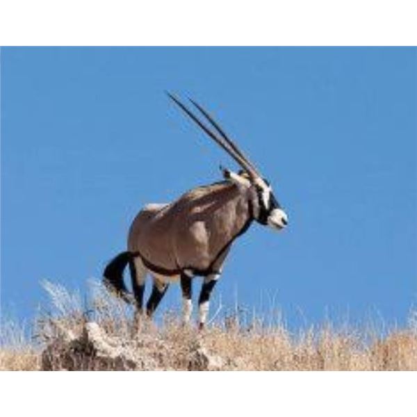 HARTZVIEW: 10-Day Plains Game Safari for Two Hunters in S. Africa - Includes Trophy Fees