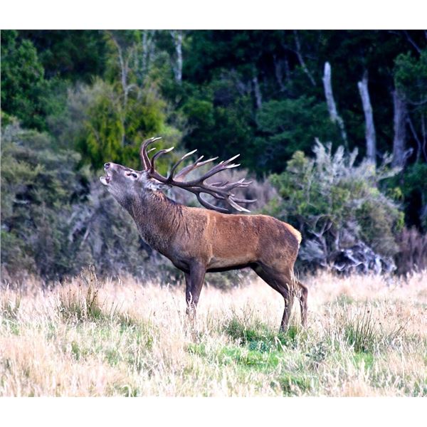 WILDSIDE: 4-Day Red Stag Hunt for One Hunter and One NH in NZ - Includes Trophy Fee