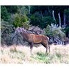 Image 1 : WILDSIDE: 4-Day Red Stag Hunt for One Hunter and One NH in NZ - Includes Trophy Fee