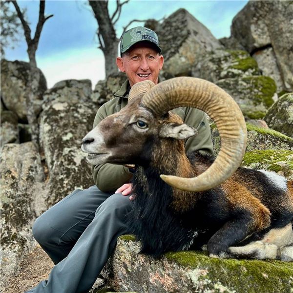 GREAT EUROPEAN; 4-Day Mouflon Hunt for One Hunter in Spain - Includes Trophy Fee