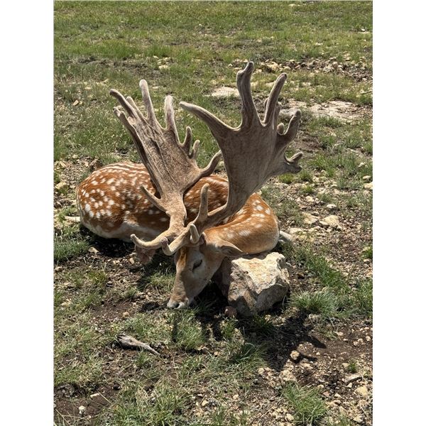 (NEW!) KEEPER RANCH: 3-Day Fallow Deer Hunt for 1 Hunter and 1 NH in Texas - Incudes Trophy Fee