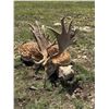 Image 1 : (NEW!) KEEPER RANCH: 3-Day Fallow Deer Hunt for 1 Hunter and 1 NH in Texas - Incudes Trophy Fee
