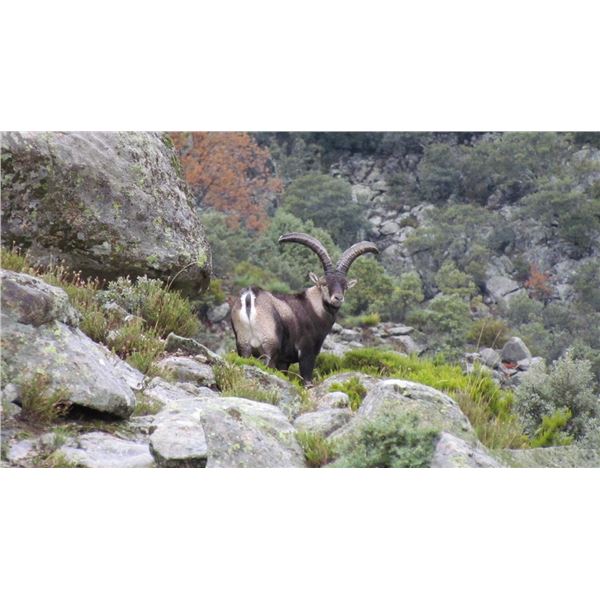 SPECIAL RAFFLE-1: 4-Day Gredos Ibex Hunt in Spain