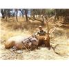 Image 2 : (NEW!) FIELD ETHOS: 5-Day Tule Elk Hunt with Don Trump Jr. in California