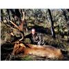 Image 3 : (NEW!) FIELD ETHOS: 5-Day Tule Elk Hunt with Don Trump Jr. in California