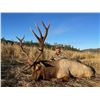 Image 4 : (NEW!) FIELD ETHOS: 5-Day Tule Elk Hunt with Don Trump Jr. in California