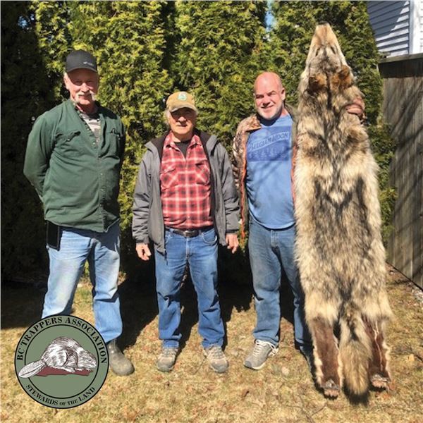 BC GRAY WOLF PELT