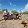 Image 2 : 7-DAY SABLE BULL OR ROAN ANTELOPE HUNT FOR 1 HUNTER