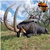 Image 4 : 7-DAY SABLE BULL OR ROAN ANTELOPE HUNT FOR 1 HUNTER