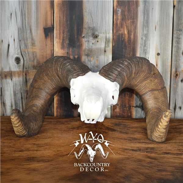 WYO BACKCOUNTRY CUSTOM REPLICA OF YOUR NA WILD SHEEP