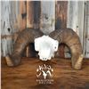 WYO BACKCOUNTRY CUSTOM REPLICA OF YOUR NA WILD SHEEP