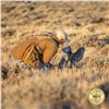 2-DAY/2-NIGHT UPLAND BIRD HUNT W/LICENSED FALCONER FOR TWO HUNTERS