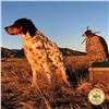 Image 2 : 2-DAY/2-NIGHT UPLAND BIRD HUNT W/LICENSED FALCONER FOR TWO HUNTERS